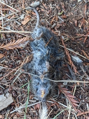 Rodentia