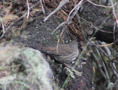 Passerella iliaca