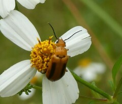 Nemognatha piazata
