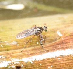 Campsicnemus philoctetes