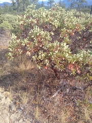 Arctostaphylos