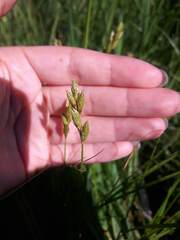 Carex scoparia image