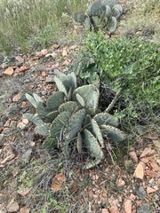 Opuntia macrocentra