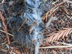 Rodentia