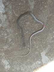 Mastigodryas melanolomus