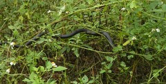 Coluber constrictor priapus
