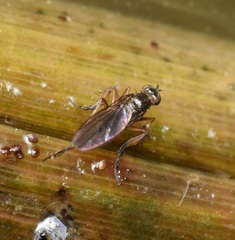 Campsicnemus philoctetes