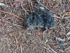 Rodentia