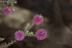 Melaleuca jonesii