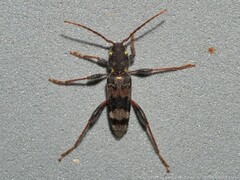 Xylotrechus colonus