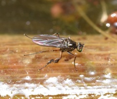 Campsicnemus philoctetes