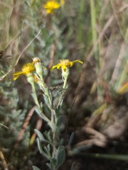 Heterotheca canescens