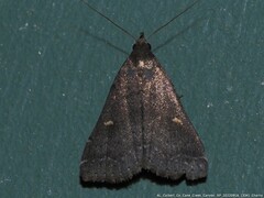 Tetanolita mynesalis