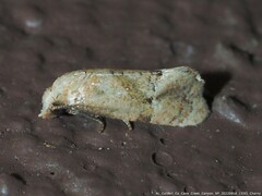 Platphalonidia magdalenae