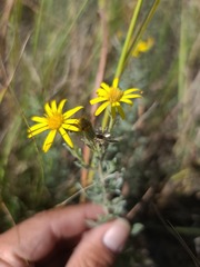 Heterotheca canescens