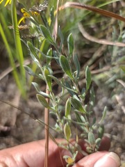 Heterotheca canescens