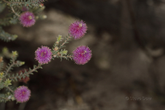Melaleuca jonesii