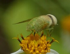 Chlorotabanus crepuscularis