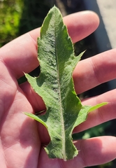 Cirsium arvense integrifolium