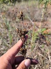 Penstemon cobaea