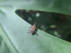 Rhabdoscelus lineaticollis