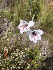 Gladiolus variegatus