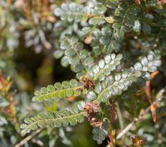 Weinmannia fagaroides