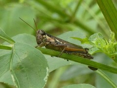 Paroxya atlantica