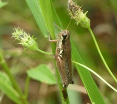 Paroxya atlantica
