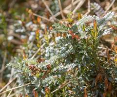 Weinmannia fagaroides