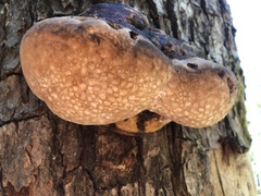 Phellinus alni