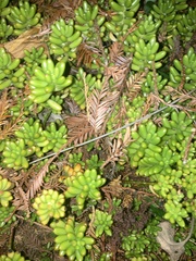 Sedum × rubrotinctum