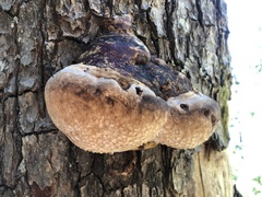 Phellinus alni