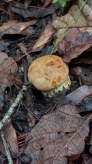 Butyriboletus