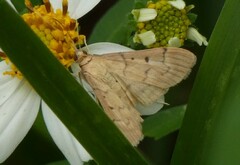 Herpetogramma bipunctalis