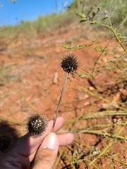 Echinacea angustifolia