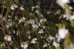 Pityrodia chrysocalyx