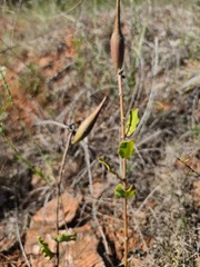 Asclepias viridiflora