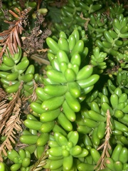 Sedum × rubrotinctum