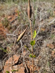 Asclepias viridiflora