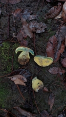 Butyriboletus