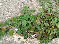 Trianthema portulacastrum