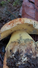 Butyriboletus