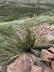 Dasylirion leiophyllum