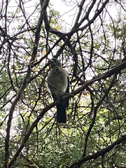 Aphelocoma wollweberi