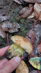 Butyriboletus