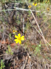 Thelesperma filifolium