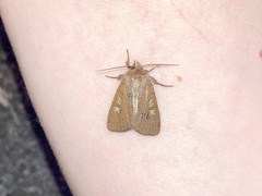 Xestia xanthographa