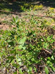 Stillingia sylvatica