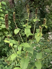 Agastache nepetoides